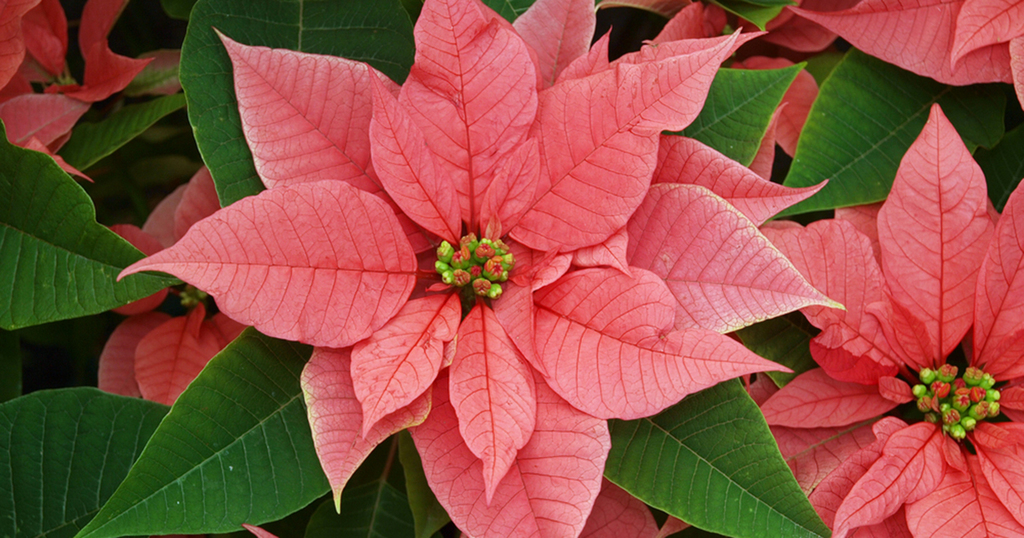 Up close of red poinsettia flower