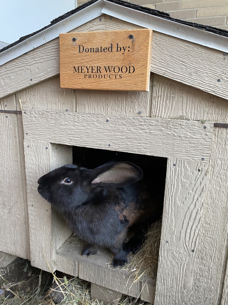 Midnight the Bunny